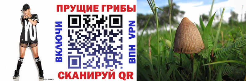 Галлюциногенные грибы Cubensis  площадка Telegram  Белореченск 